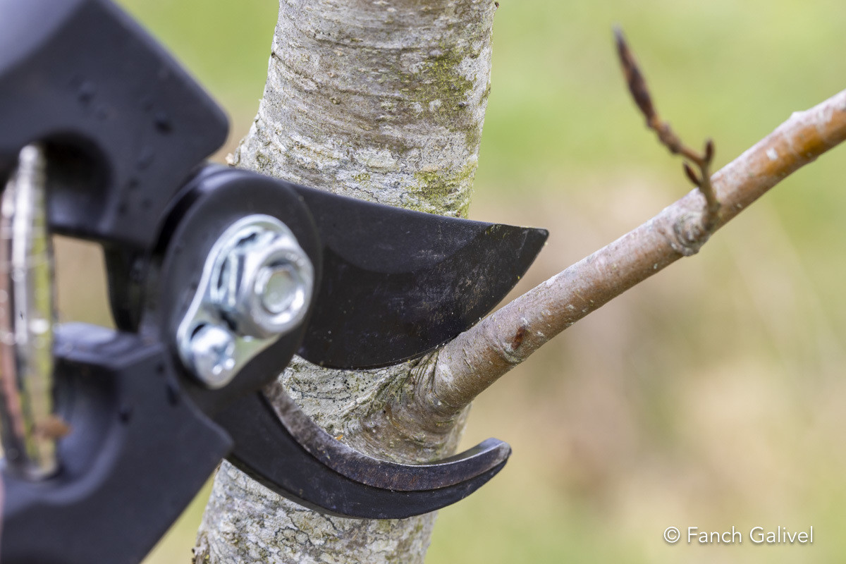 Haie bocagère à Brech