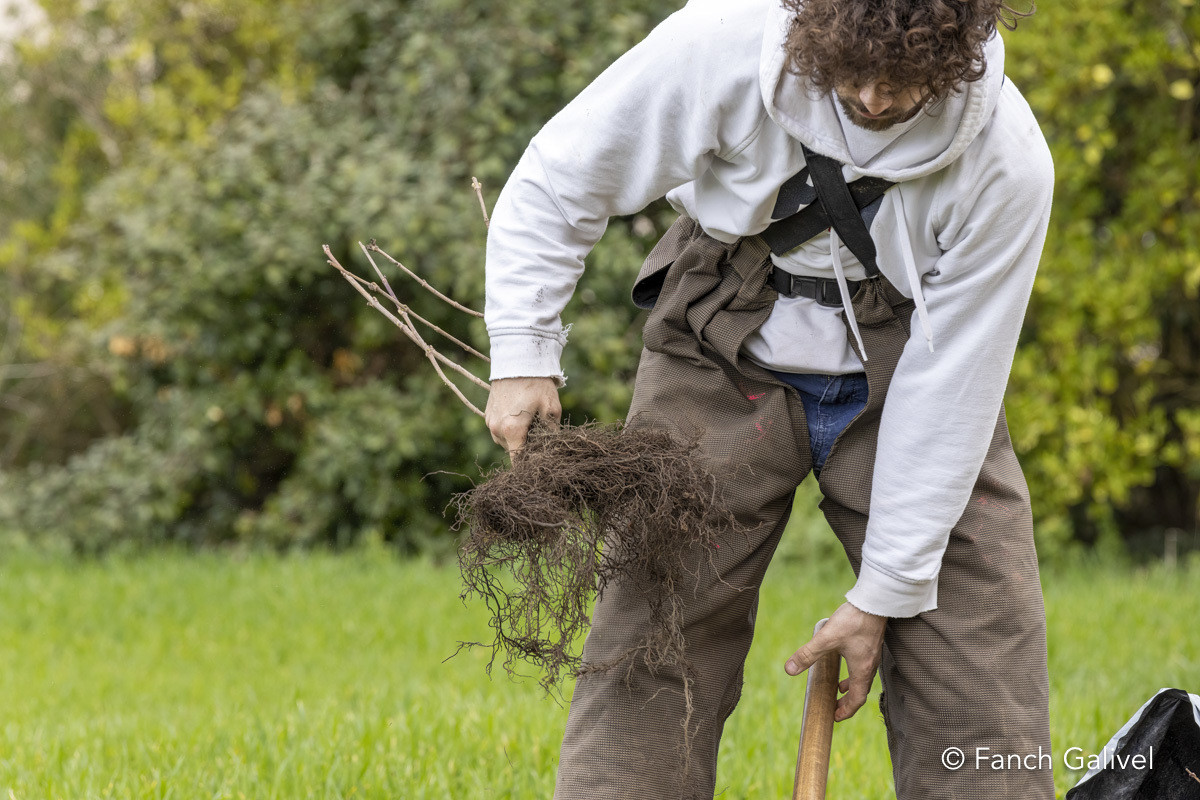 Plantation d'une haie bocagère à l'abbaye de Plouharnel