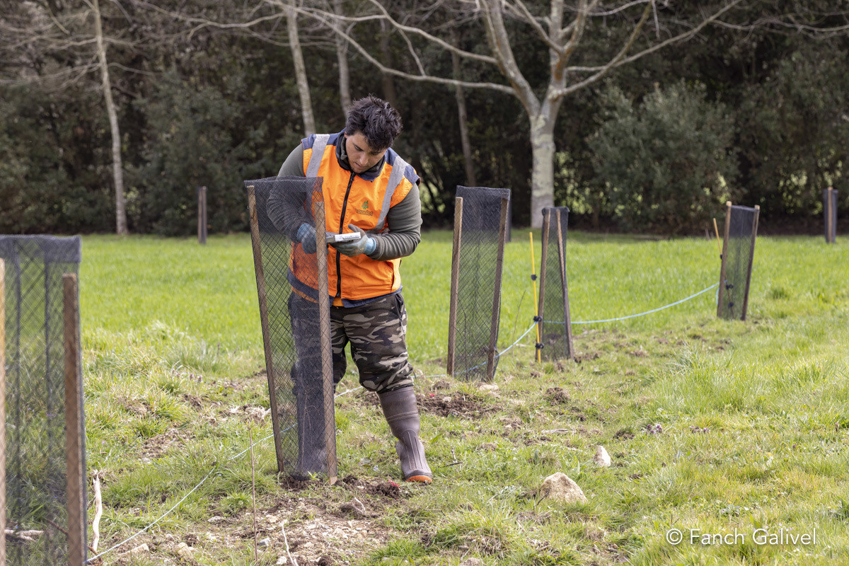 Plantation d'une haie bocagère à l'abbaye de Plouharnel