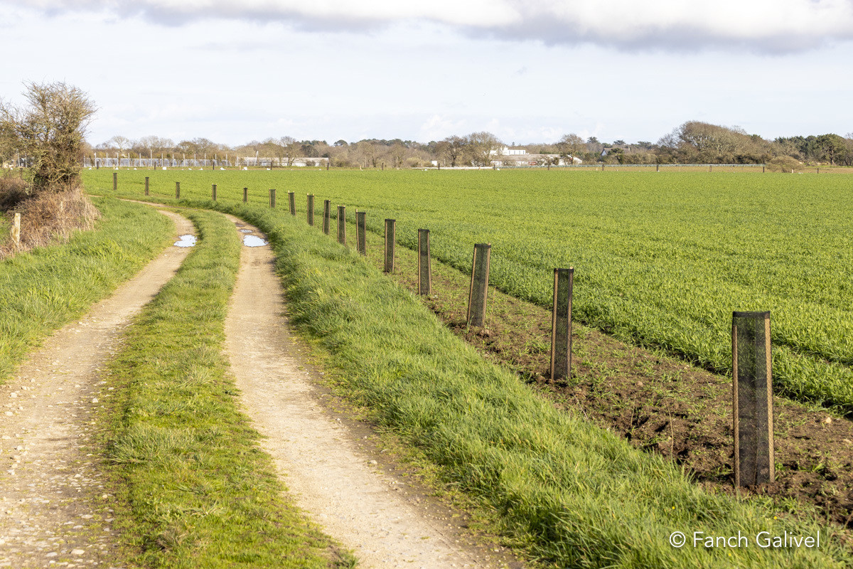 Haie bocagère à Erdeven