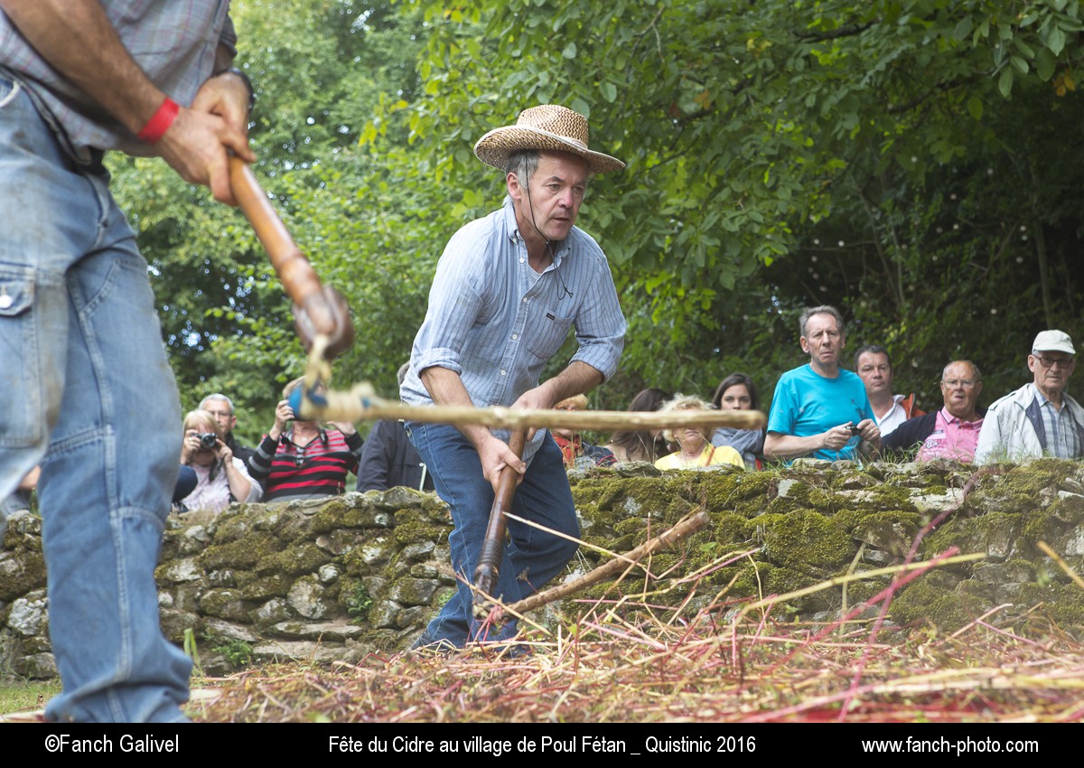 Battage du blé noir. 2016, Fête du cidre dans le village de Poul Fétan _ Quistinic (56).