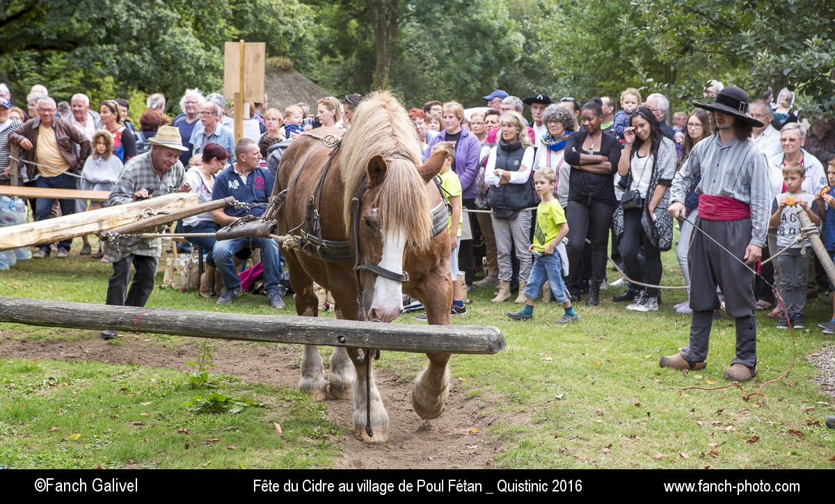 Fabrication du cidre au pressoir, un cheval de trait est utilisé pour faire tourner le broyeur à pommes. Fête du cidre dans le village de Poul Fétan _ Quistinic