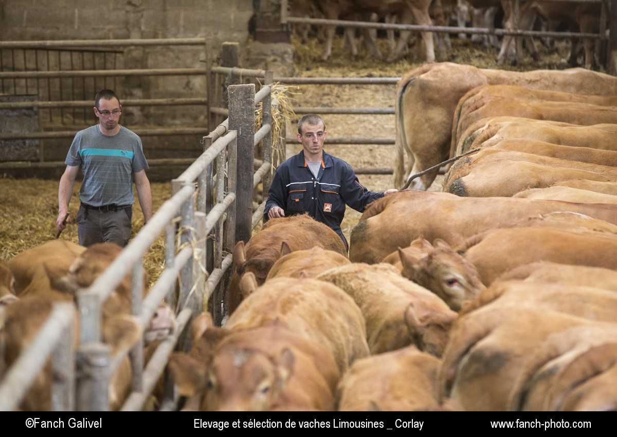 Exploitation agricole de Mr Rault à Corlay (22). Elevage et sélection de vaches Limousines.
