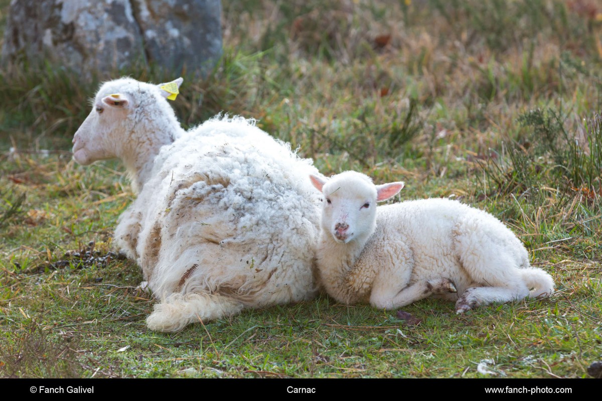 Alignements de Kermario _ Carnac