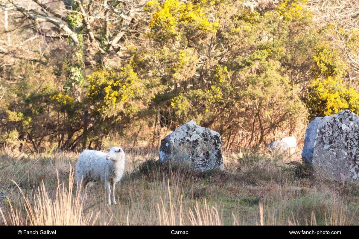Alignements de Kermario _ Carnac