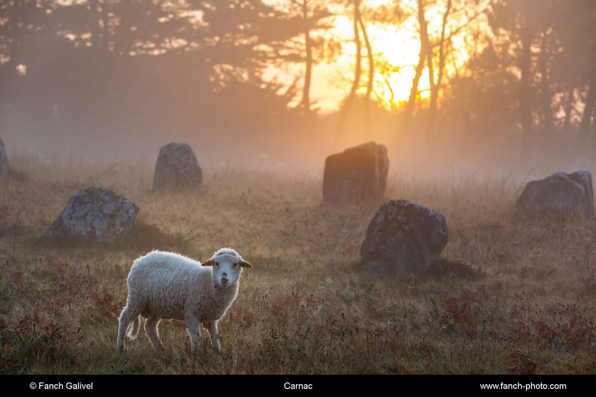 Mouton dans les alignements du Ménec à Carnac au petit matin.