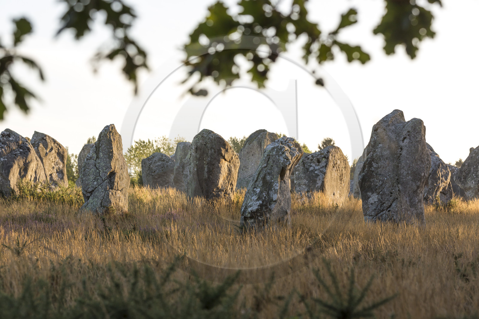 Les alignements de Kermario _ Carnac