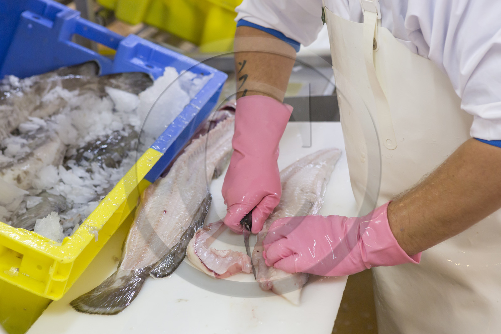 Atelier de mareyage  Chalut des deux ports  .Port de Keroman à Lorient.