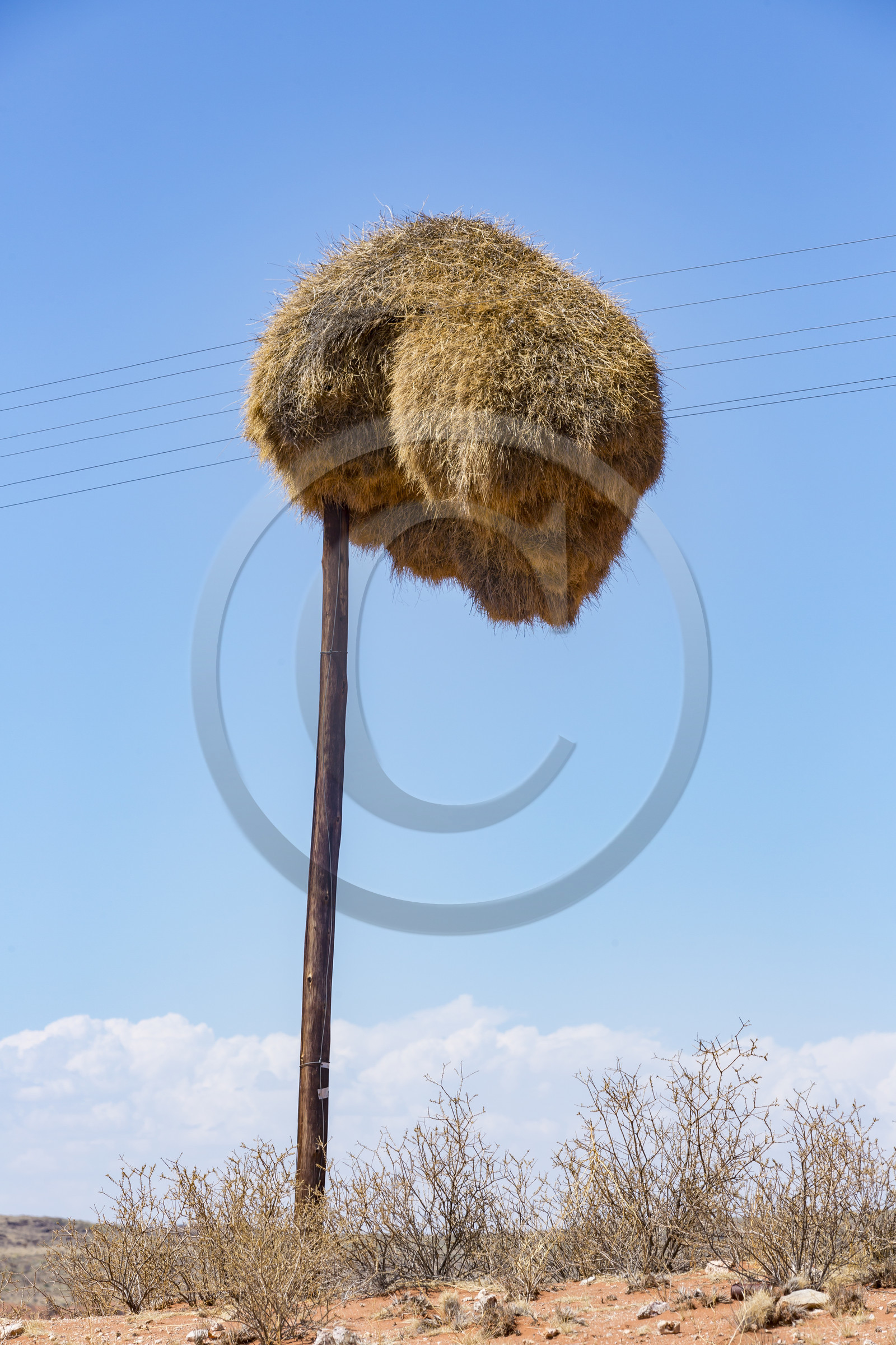 Nid de Républicains sociaux  _ Afrique du Sud