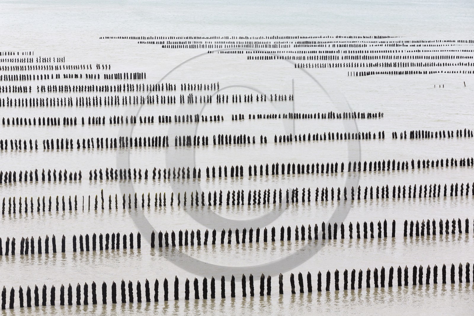 élevage de moule de bouchot