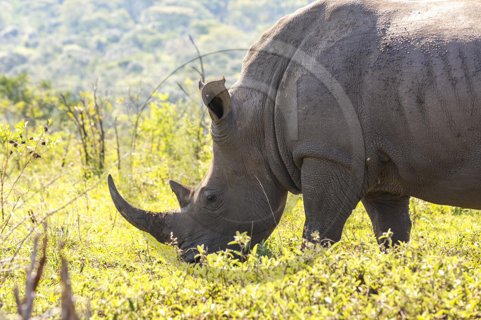 Rhinocéros_Parc HluHluwe-iMfolozi en Afrique du Sud
