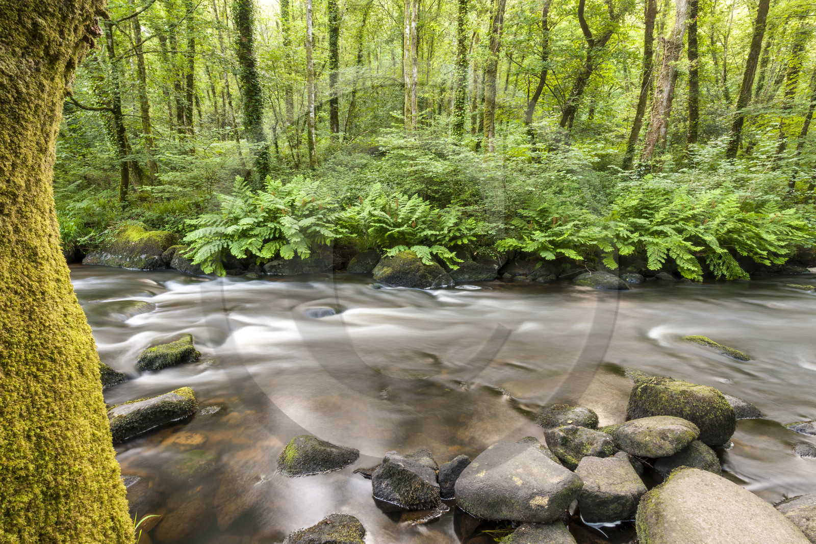 La rivière l'Ellée