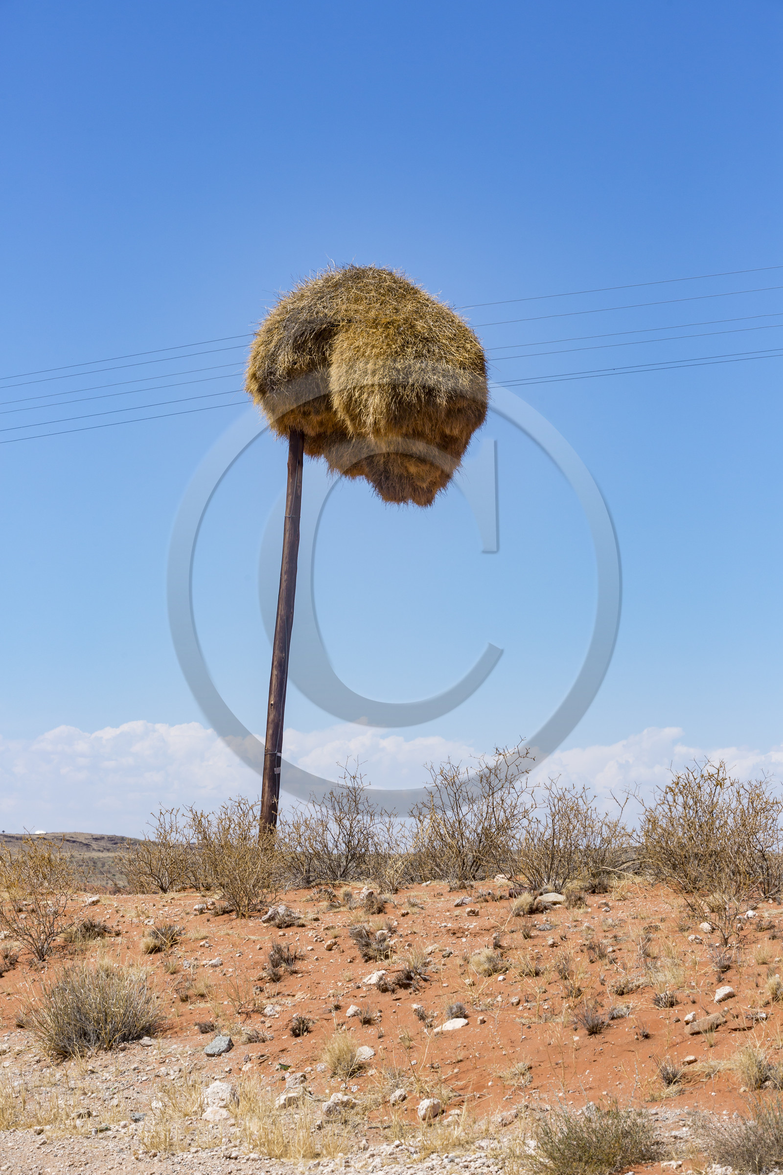 Nid de Républicains sociaux  _ Afrique du Sud