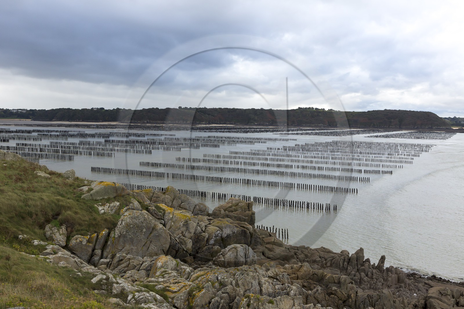 élevage de moule de bouchot