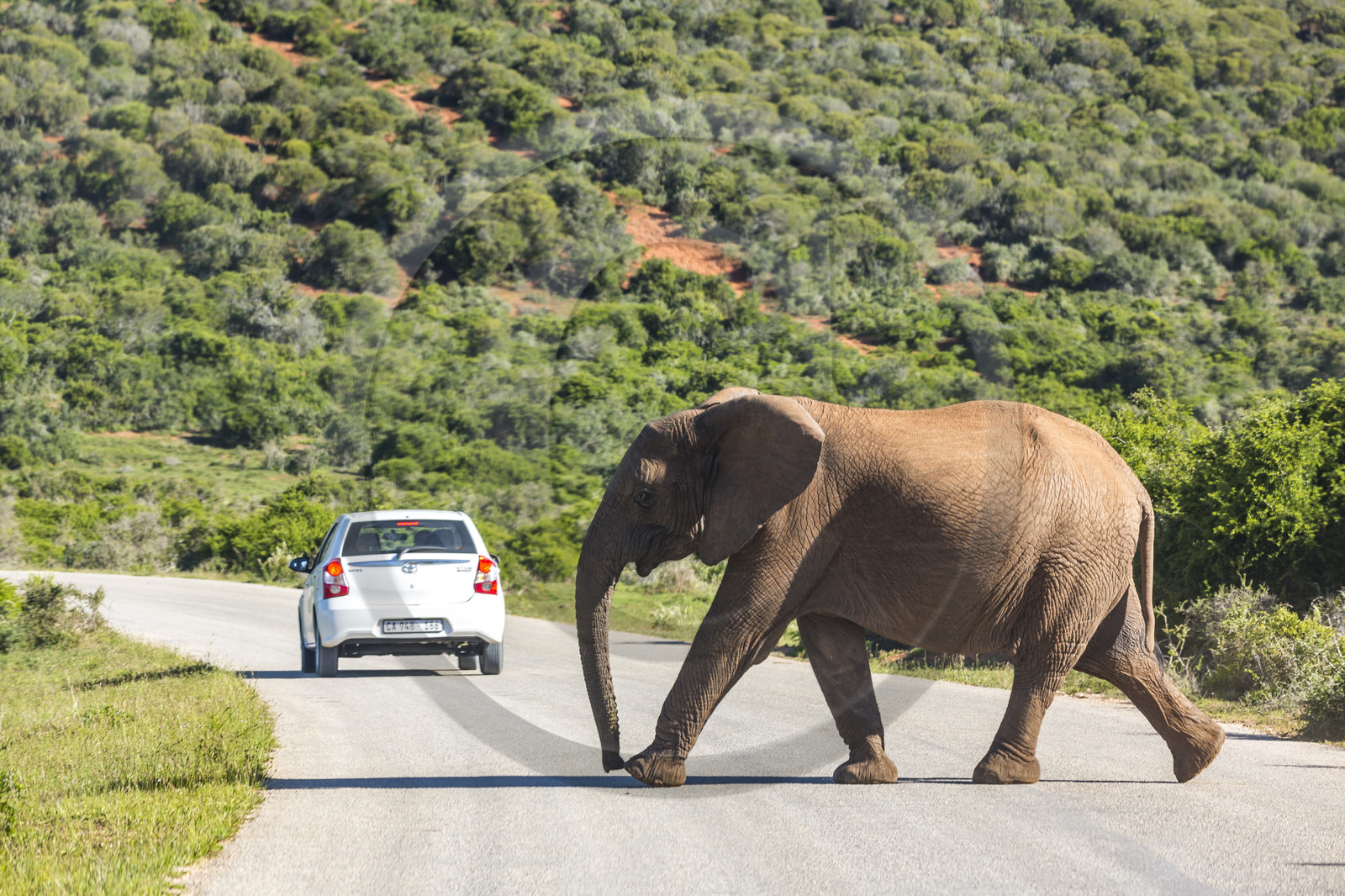 Eléphant_Ado Elefant Park en Afrique du Sud