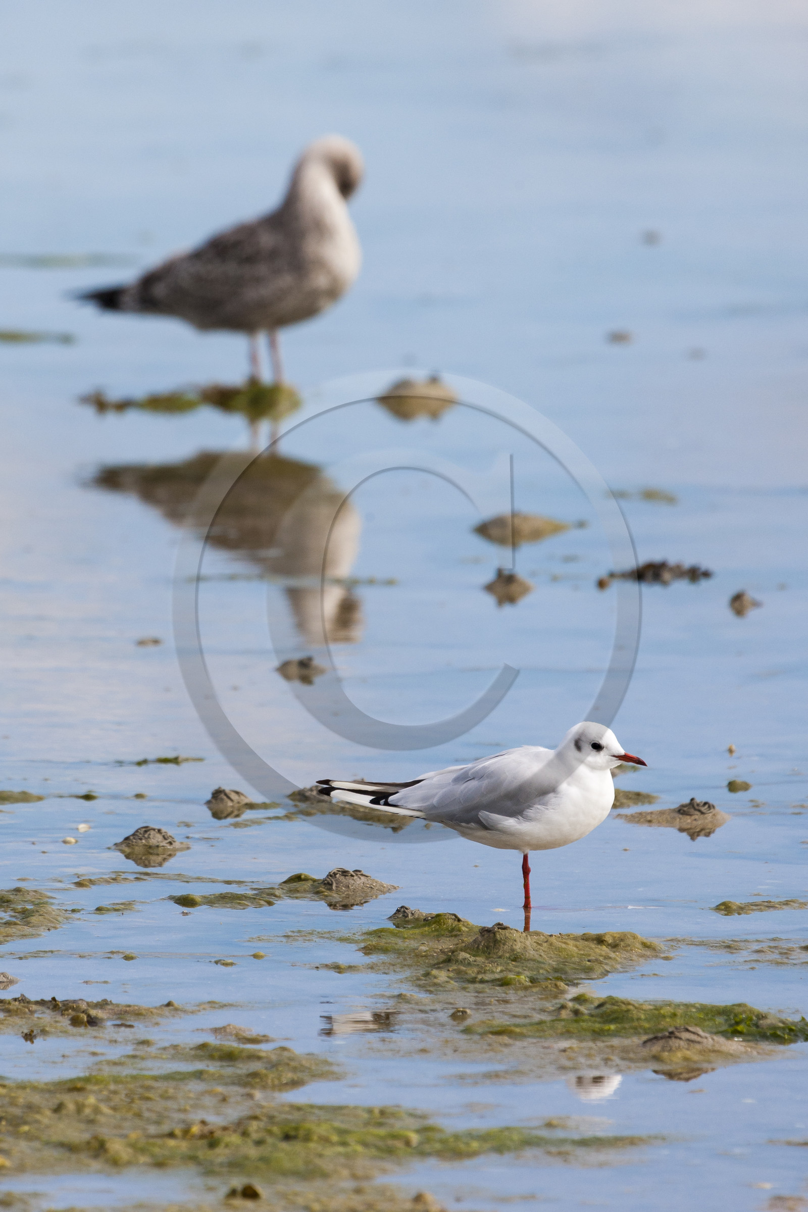 Mouettes rieuses _ Gavres