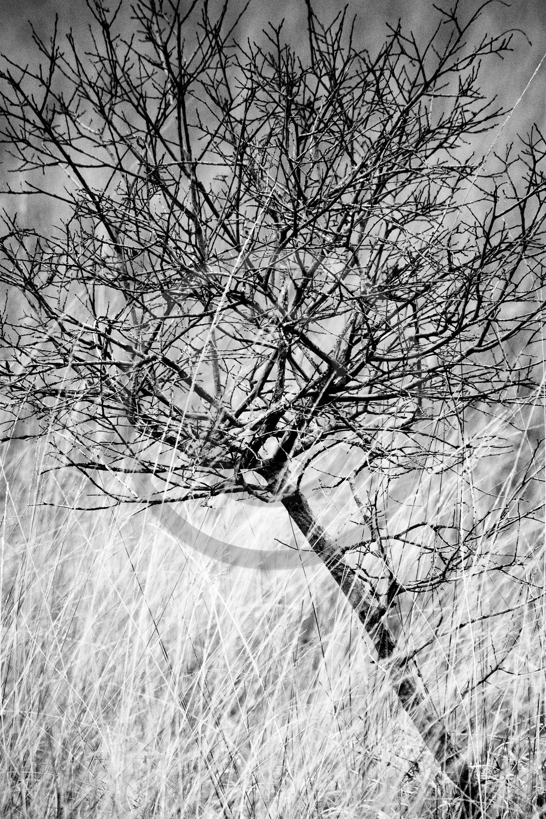 Forêt d' Erdeven(56410)