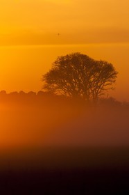 champ dans la brume_Erdeven