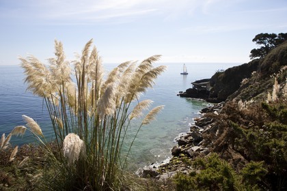 L' herbe de pampa présente sur l' ile de Groix est actuellement considéré comme une espèce invasive. Ici, on voit plusieurs spécimen s' étant parfaitement acclimatés au littoral de l' ile et poussant en bordure de falaise.The pampas grass present on the island of Groix is currently considered an invasive species. Here we see several sample s' is perfectly acclimated to the coast of the island and pushing the edge of cliff.