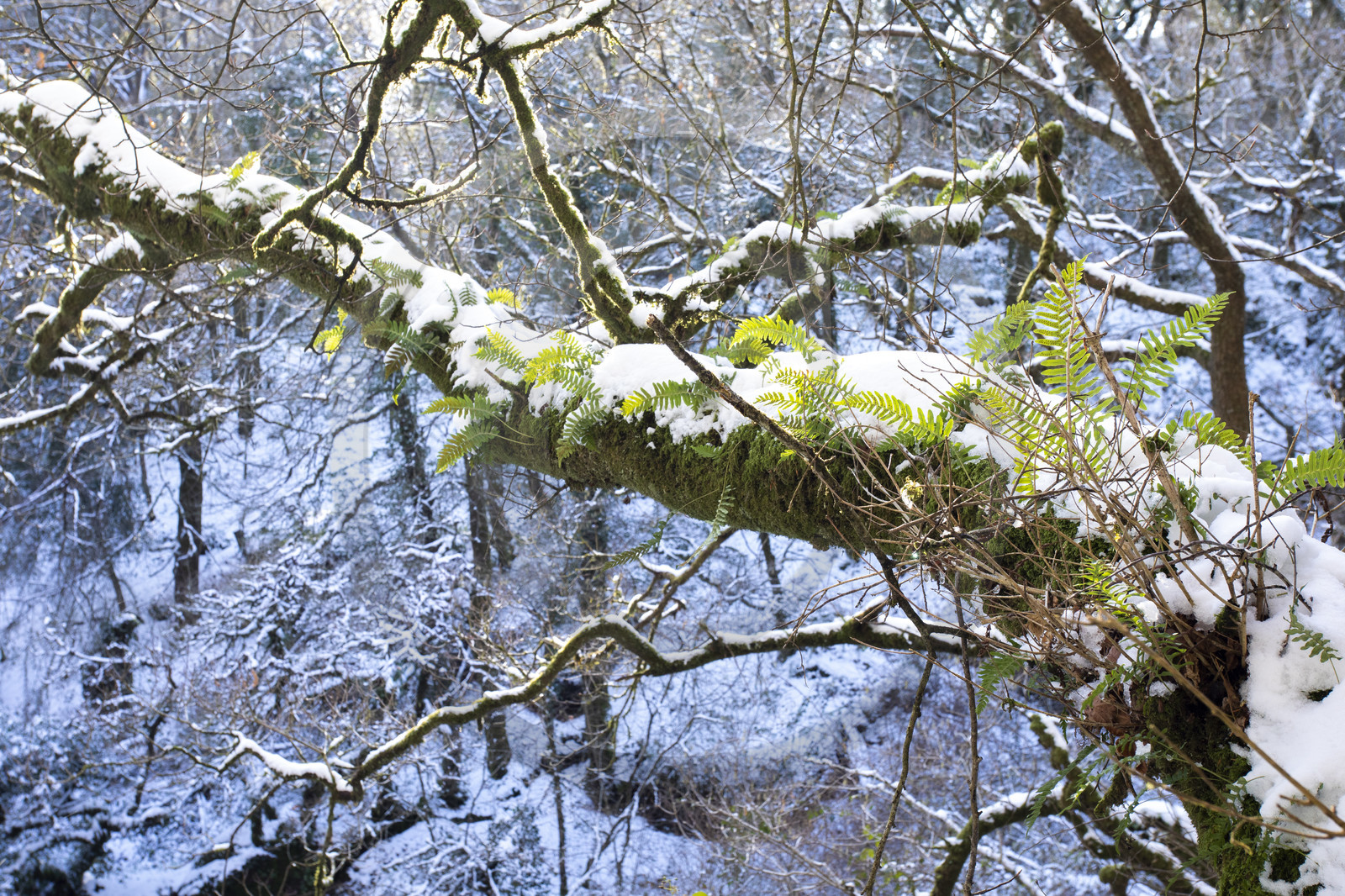 Le chaos granitique de Toul Goulic sous la neige
