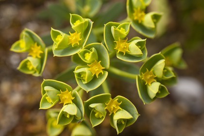 Euphorbe du littoral
