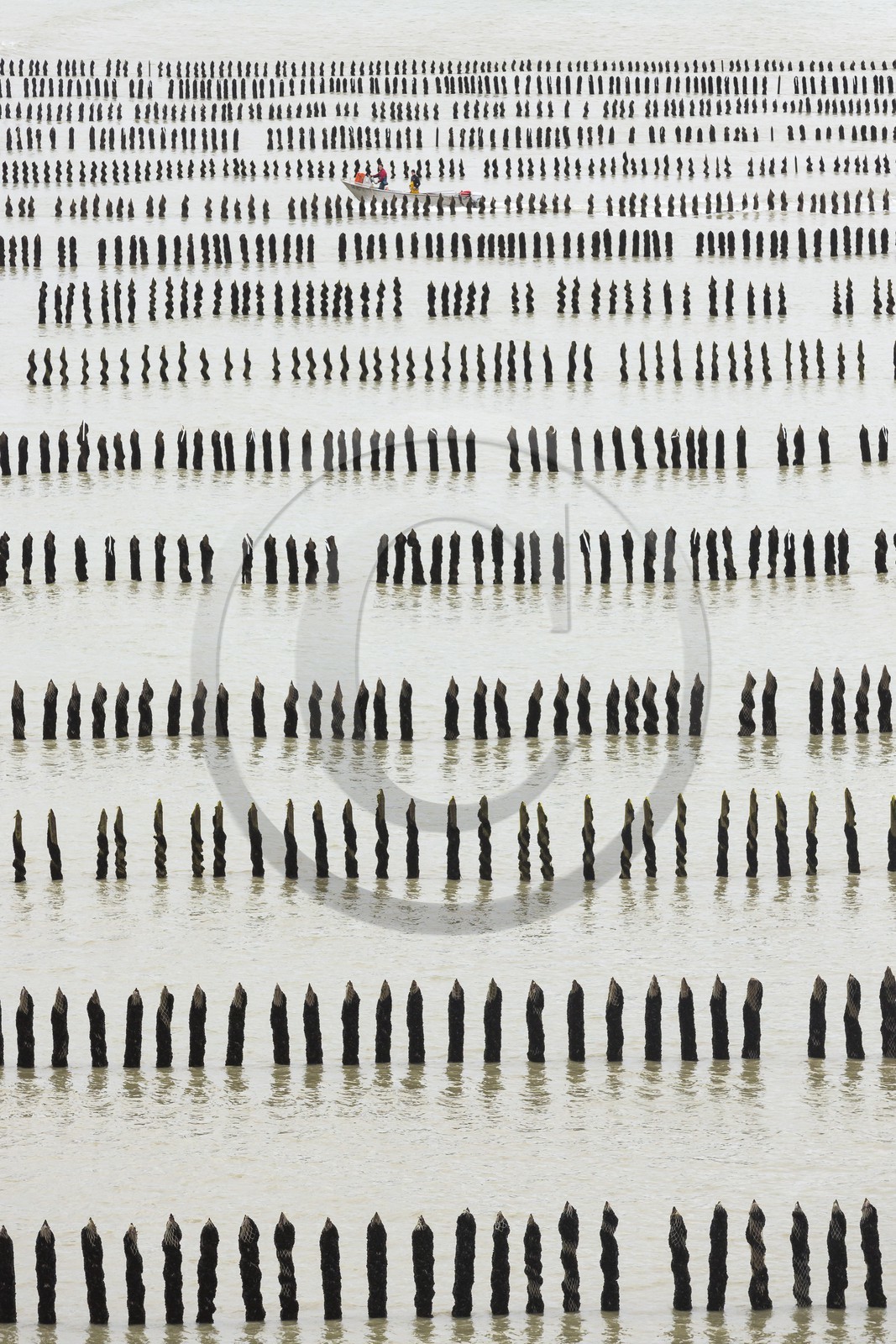 élevage de moule de bouchot