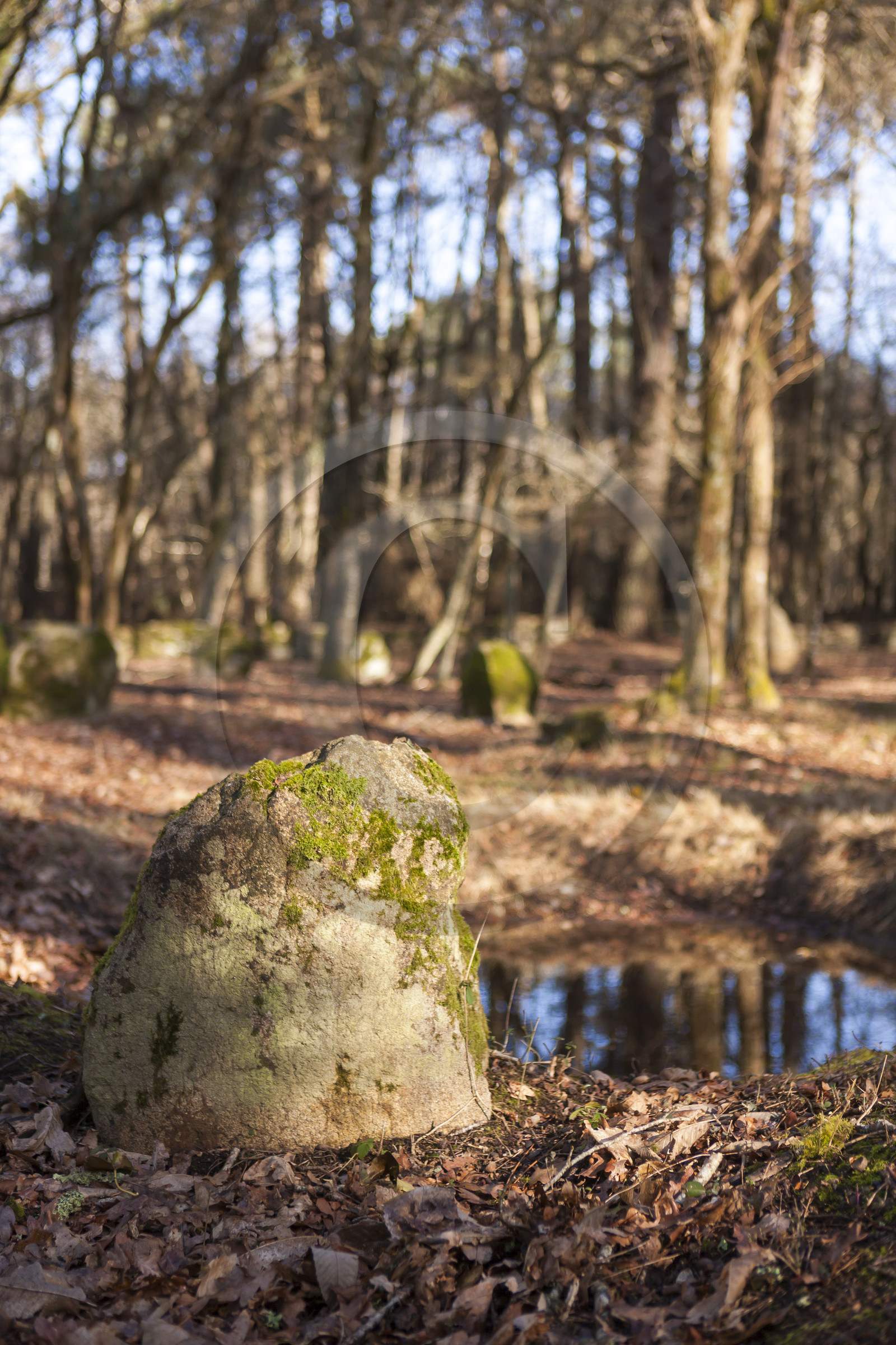 Alignements du Petit Menec _ La Trinite sur Mer