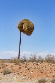 Nid de Républicains sociaux  _ Afrique du Sud