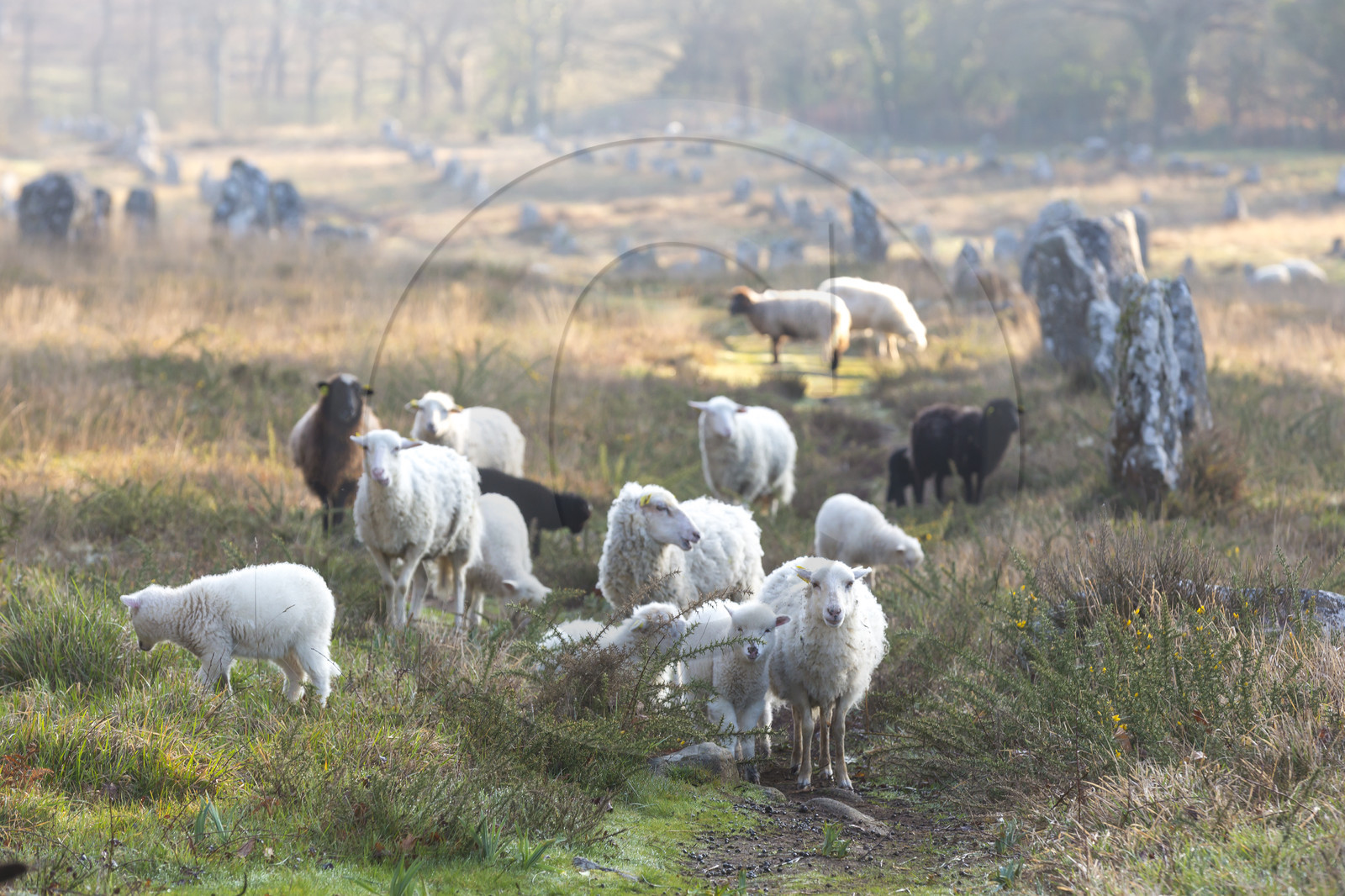 Alignements de Kermario _ Carnac