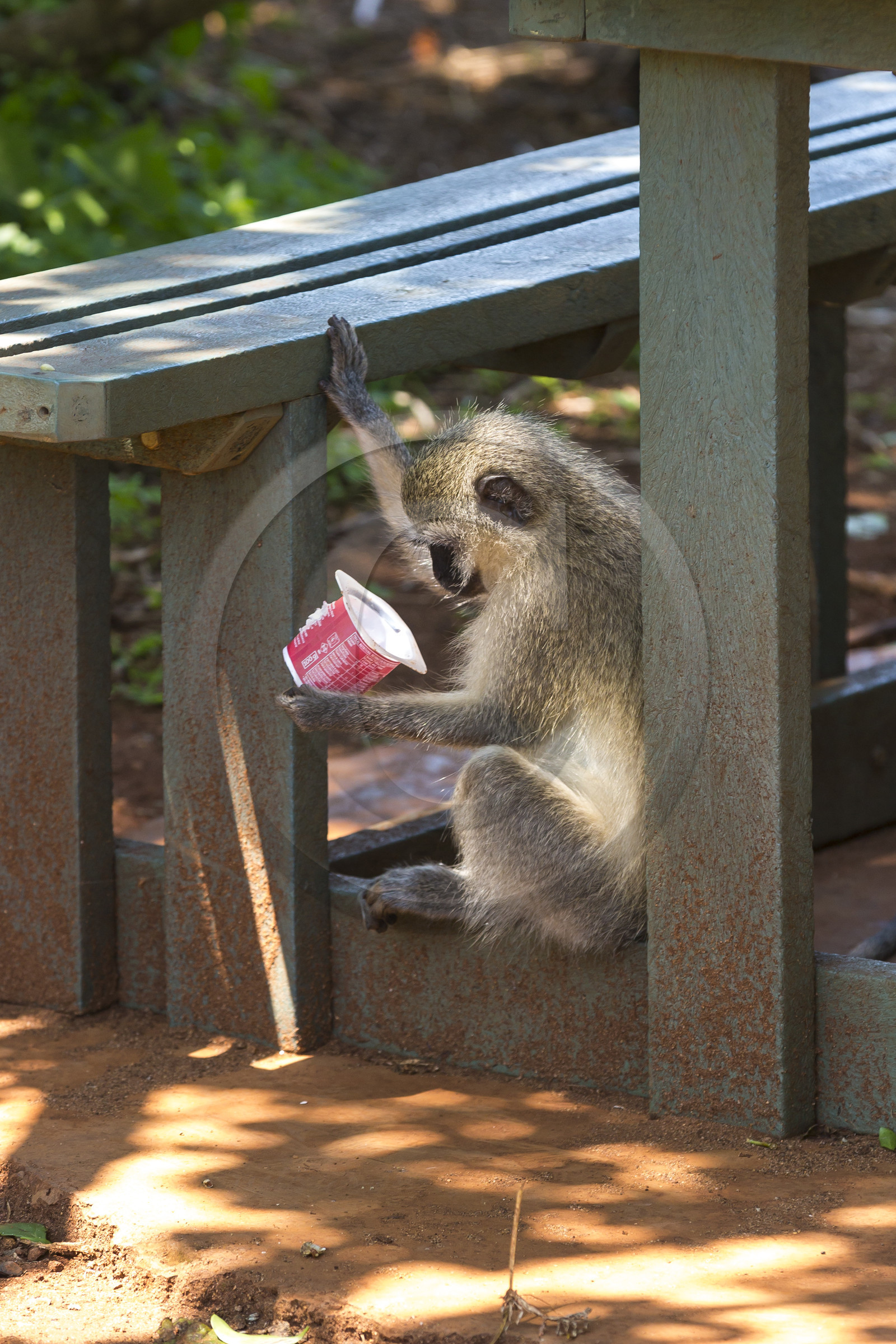 singe vervet ( Chlorocebus pygerythrus ) sur une aire de camping. Afrique du Sud