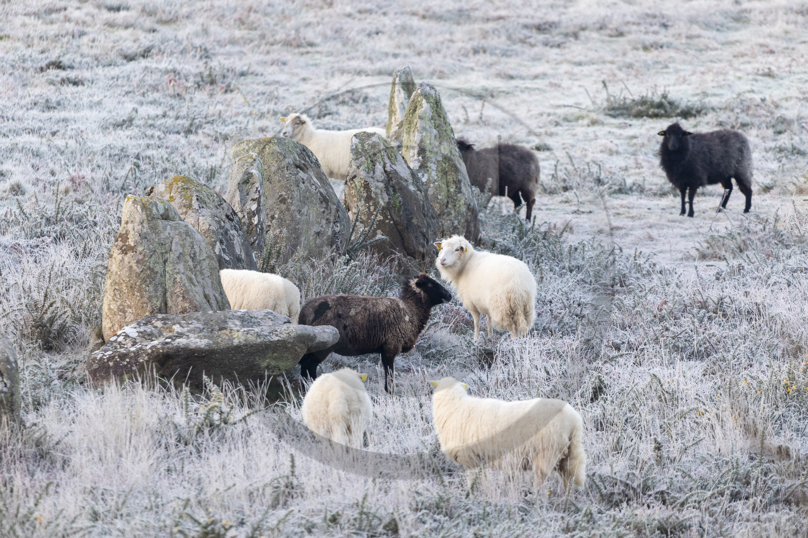 Alignements de Kermario à Carnac