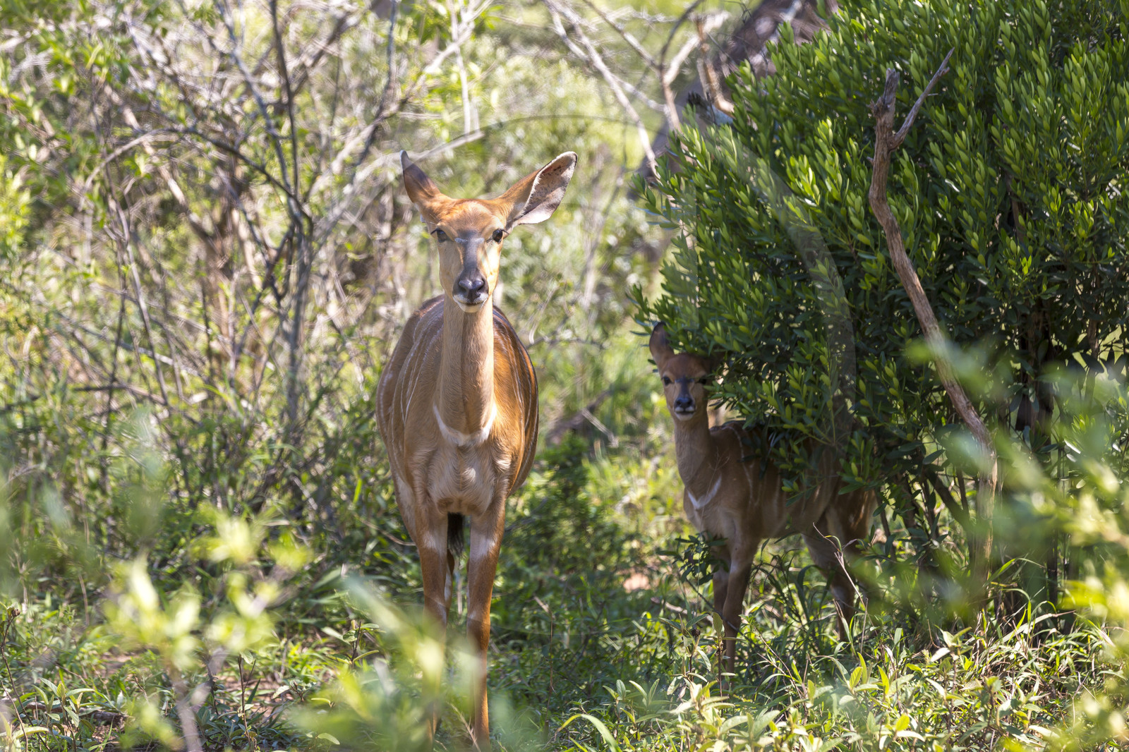 Femelle Nyala et son petit _ Parc Hluhluwe en Afrique du Sud