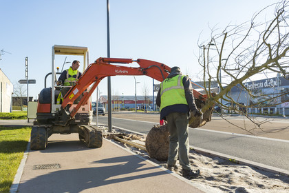 Triskell_Arbres_Queudet