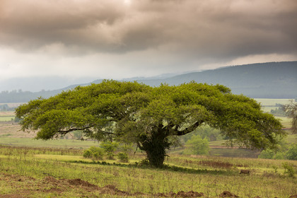 Paysage d'Eswatini ( Swaziland )