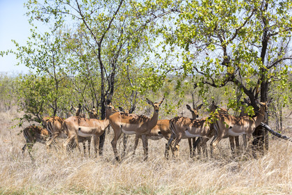 Impala_Parc Krüger en Afrique du Sud