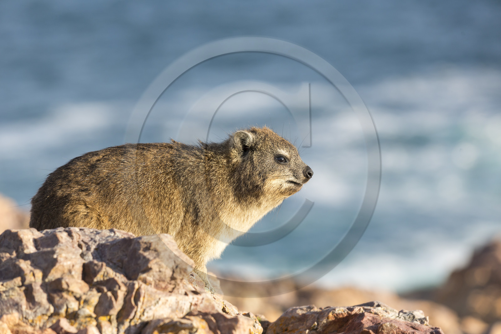 Daman du Cap, Hermanus _ Afrique du sud