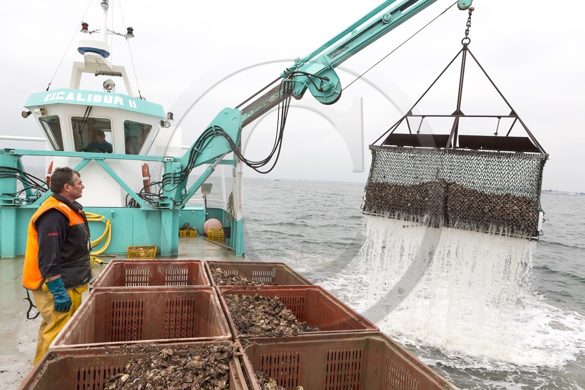 Ostreiculture _ Mr Ludovic Tanguy. La Trinite sur Mer