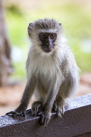 Vervet_Parc Krüger, Afrique du Sud