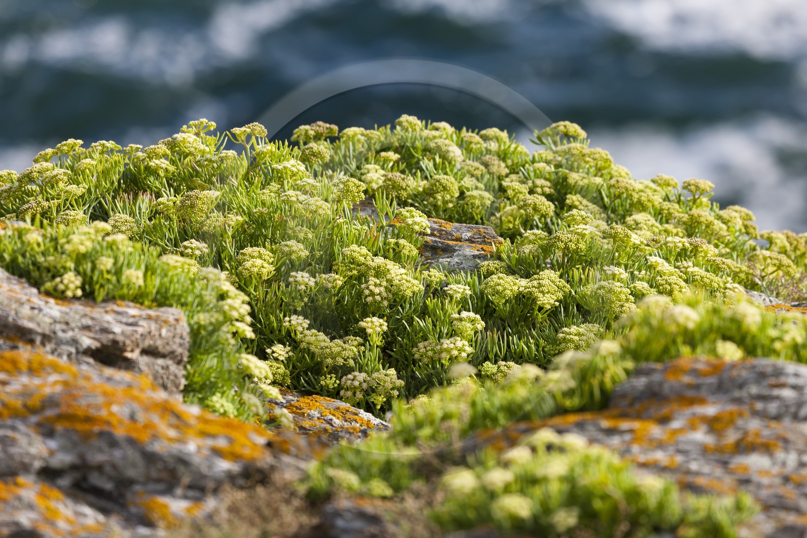 France, Morbihan, Ile de Groix . Criste marine