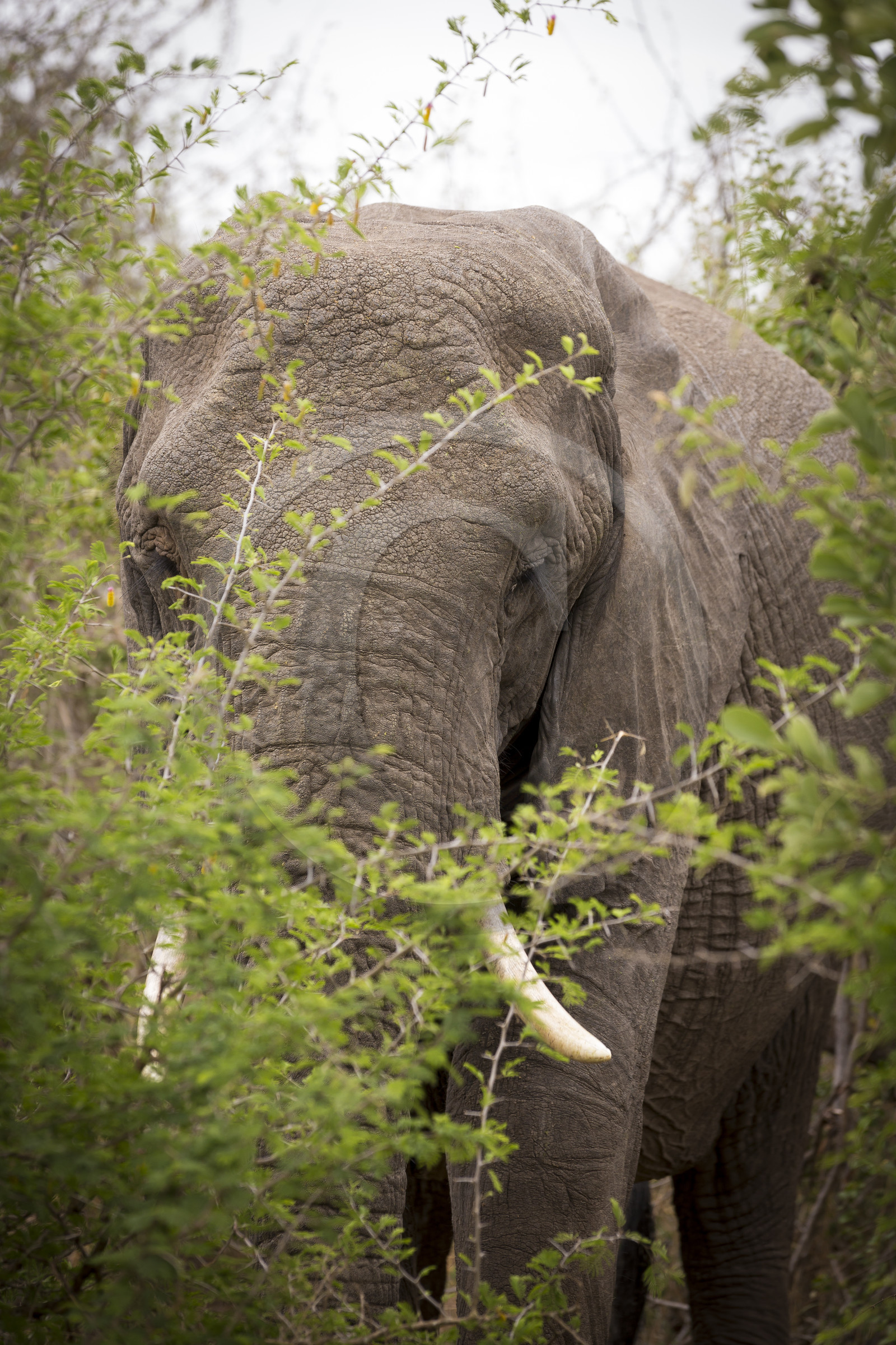Eléphant_Parc Krüger, Afrique du Sud