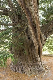 IF _ Eglise Saint Maudez _ Saint Maudez ( 22 )