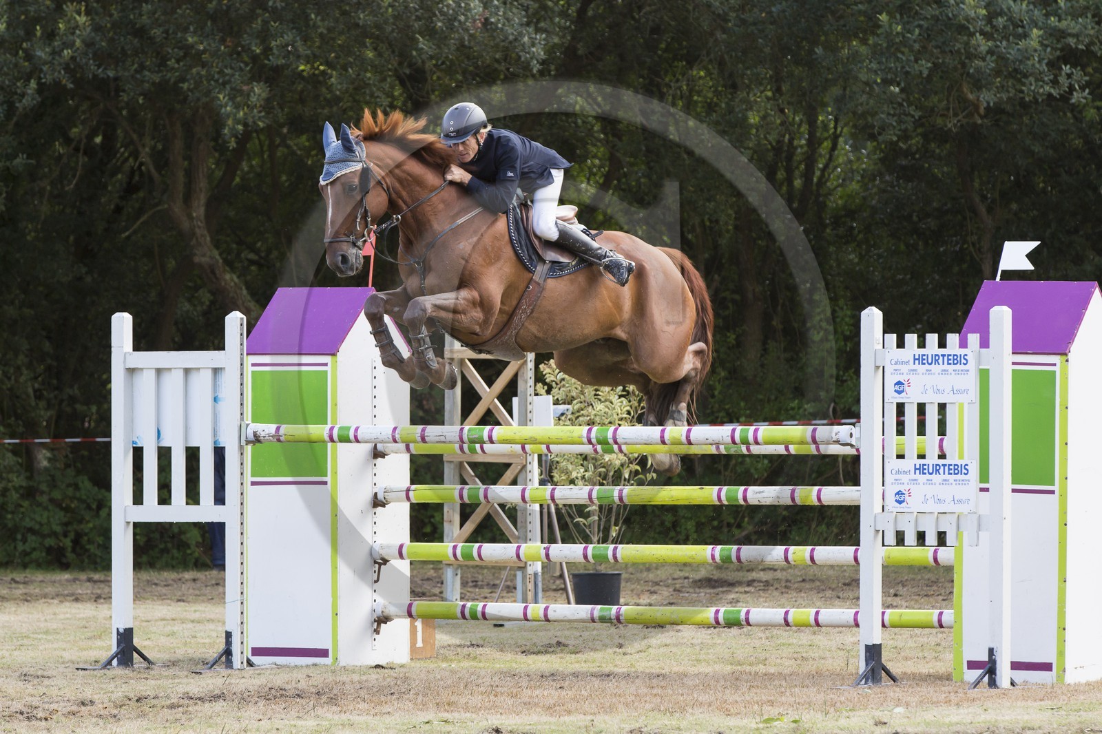 concours equestre _ la Trinite sur Mer ( 56 )