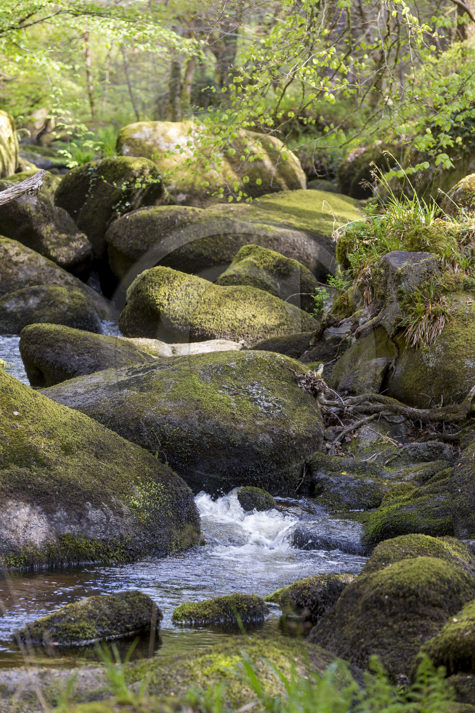 La rivière d'Argent à Huelgoat