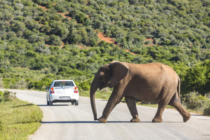 Eléphant_Ado Elefant Park en Afrique du Sud