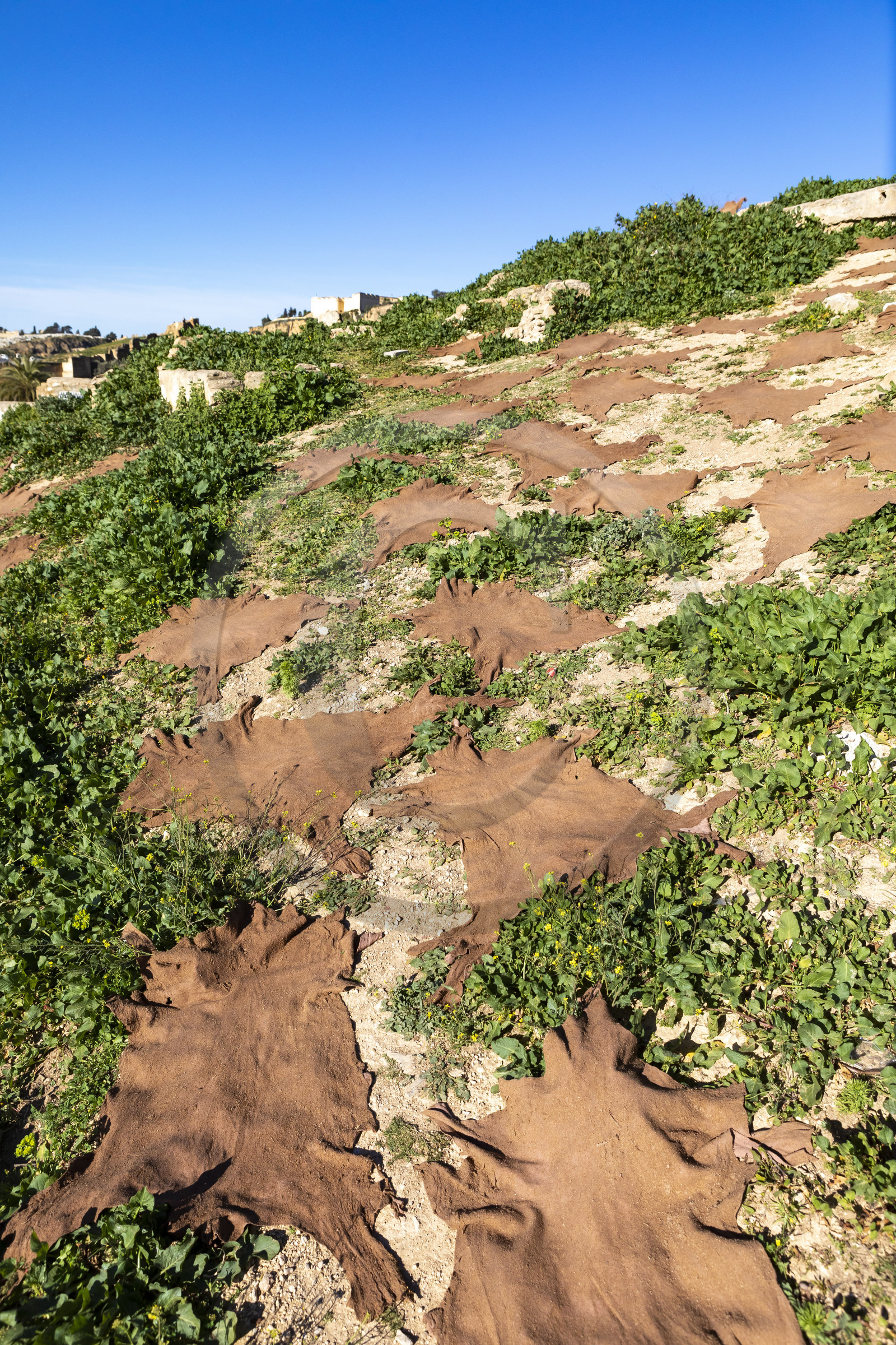 Tanneurs à Fès au Maroc