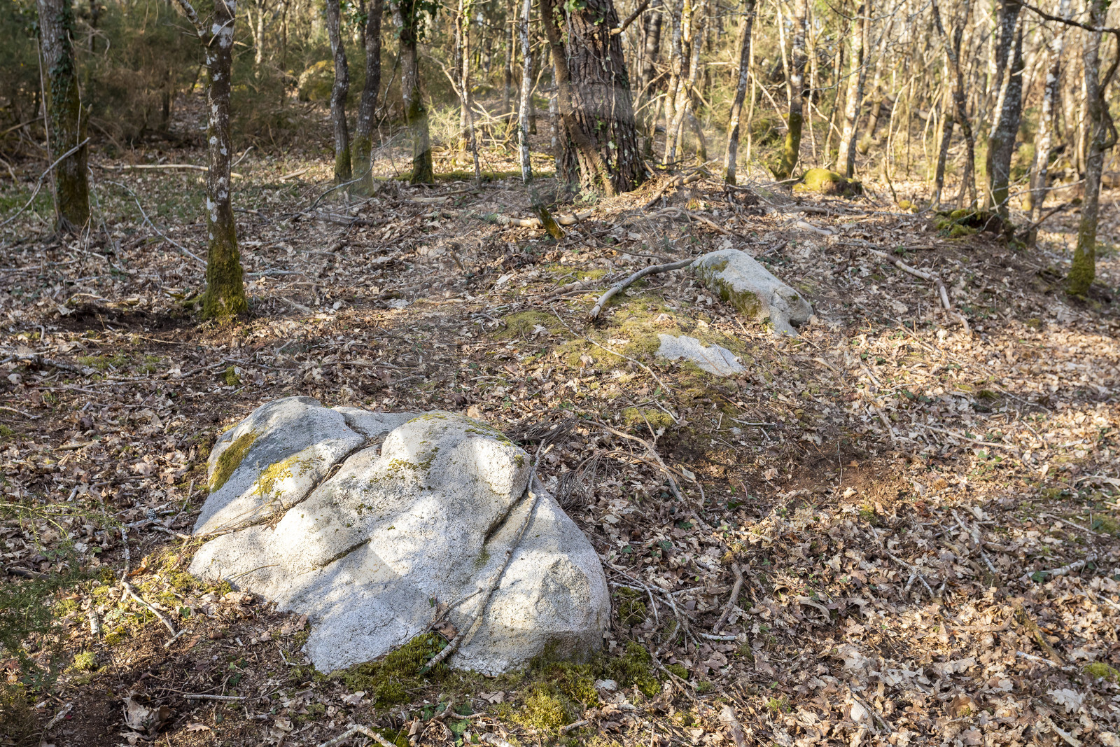 Le site mégalithique Le Castellic à Carnac