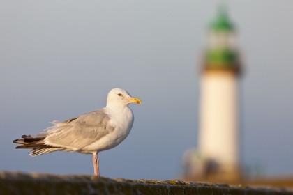 Goeland_Port Tudy. Ile de Groix