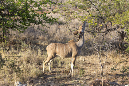 Jeune Grand koudou_Parc Krüger, Afrique du Sud