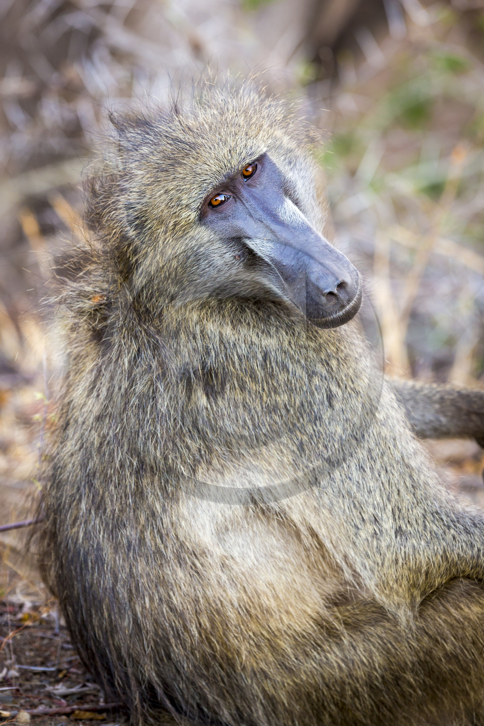 Babouin (Papio)_Parc Krüger, Afrique du Sud