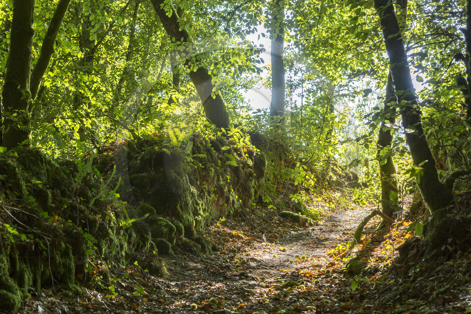 Vallée du Brandifrout _ Bubry